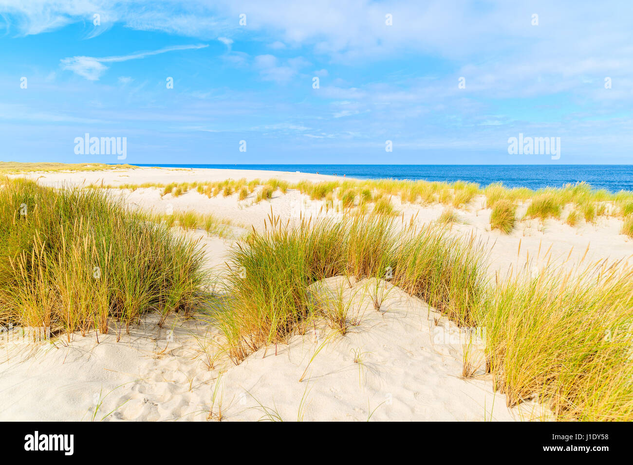 L'herbe sur dunes de sable de l'Ellenbogen, plage l'île de Sylt, Allemagne Banque D'Images