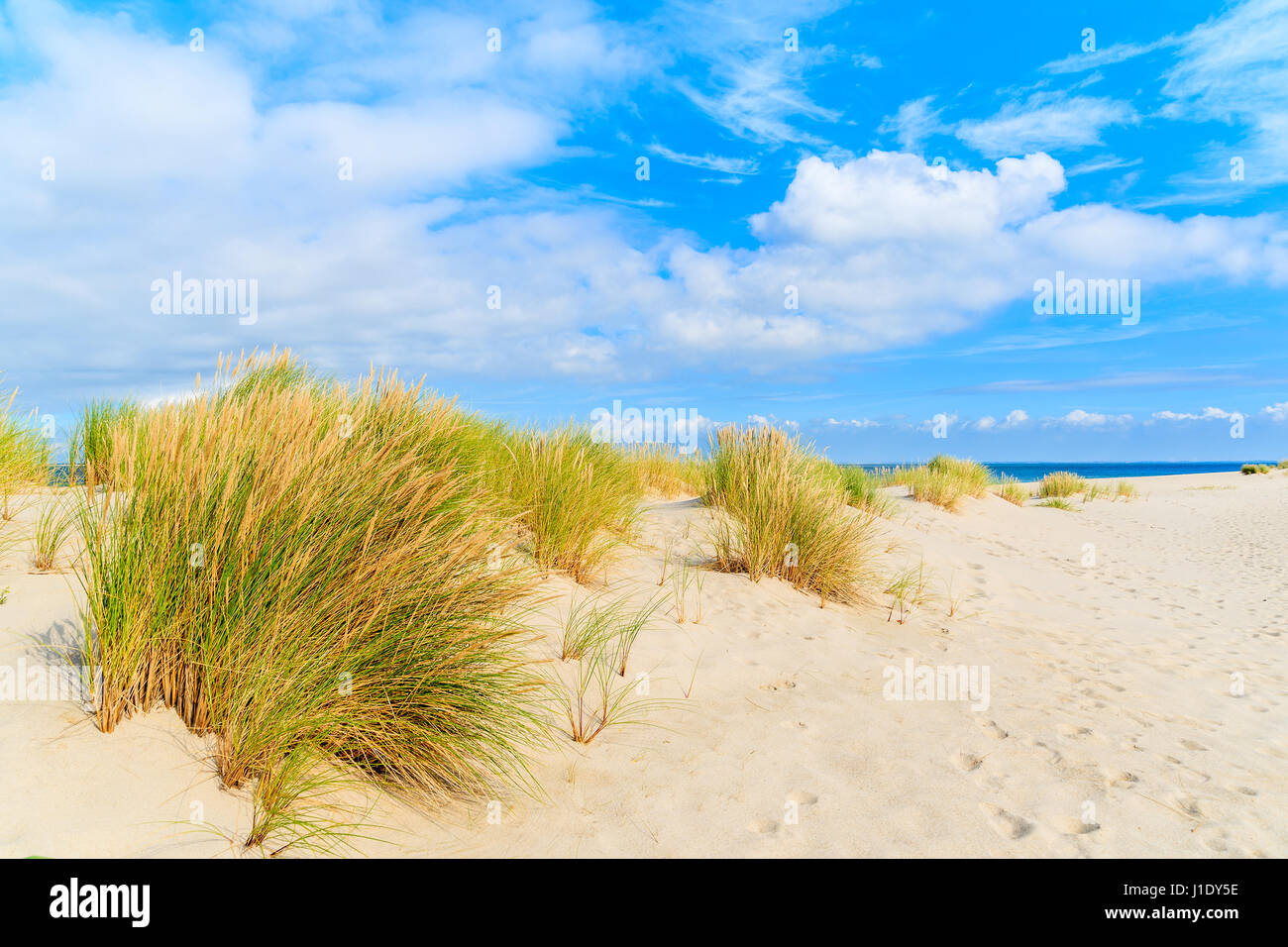 L'herbe sur dunes de sable de l'Ellenbogen, plage l'île de Sylt, Allemagne Banque D'Images