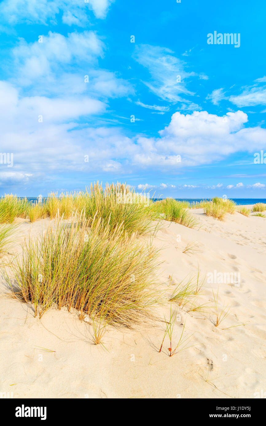 L'herbe sur dunes de sable de l'Ellenbogen, plage l'île de Sylt, Allemagne Banque D'Images