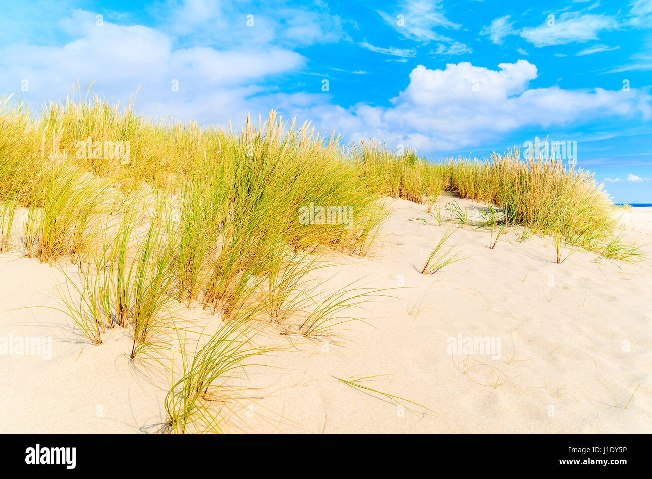 L'herbe sur dunes de sable de l'Ellenbogen, plage l'île de Sylt, Allemagne Banque D'Images