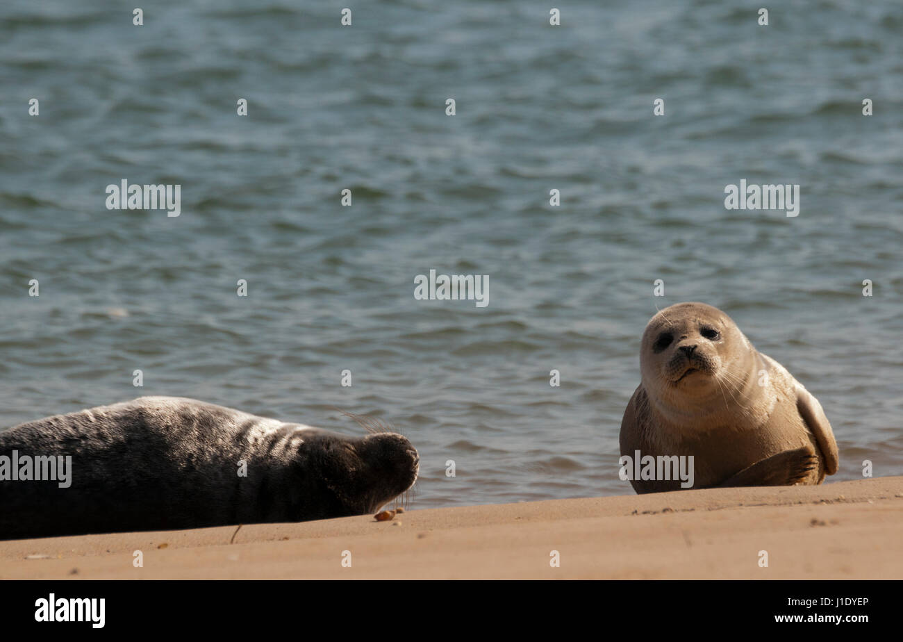 Phoques gris (Halichoerus grypus) sur la plage de Wells-next-the-Sea, Norfolk Banque D'Images