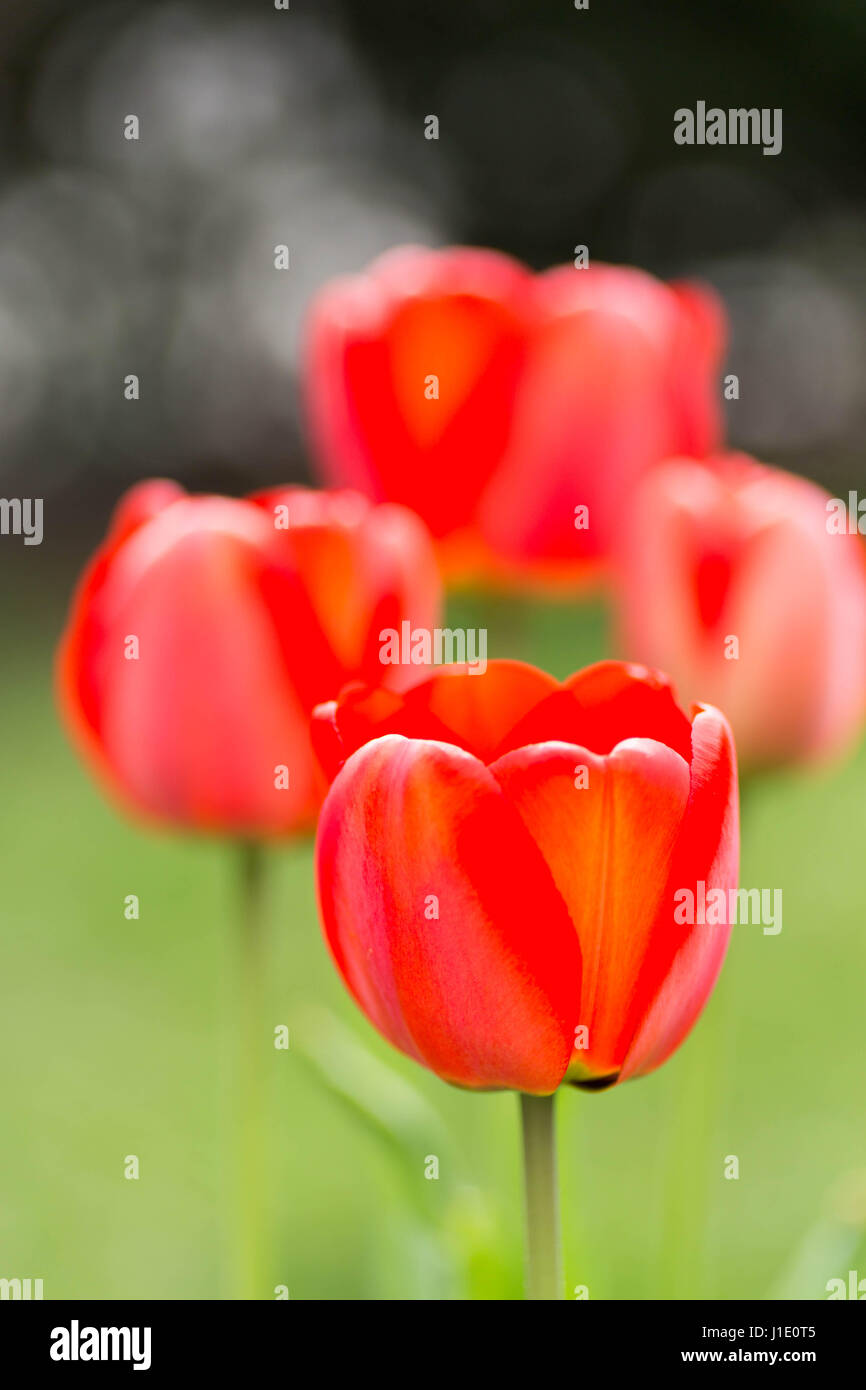 Tulipe rouge Banque D'Images