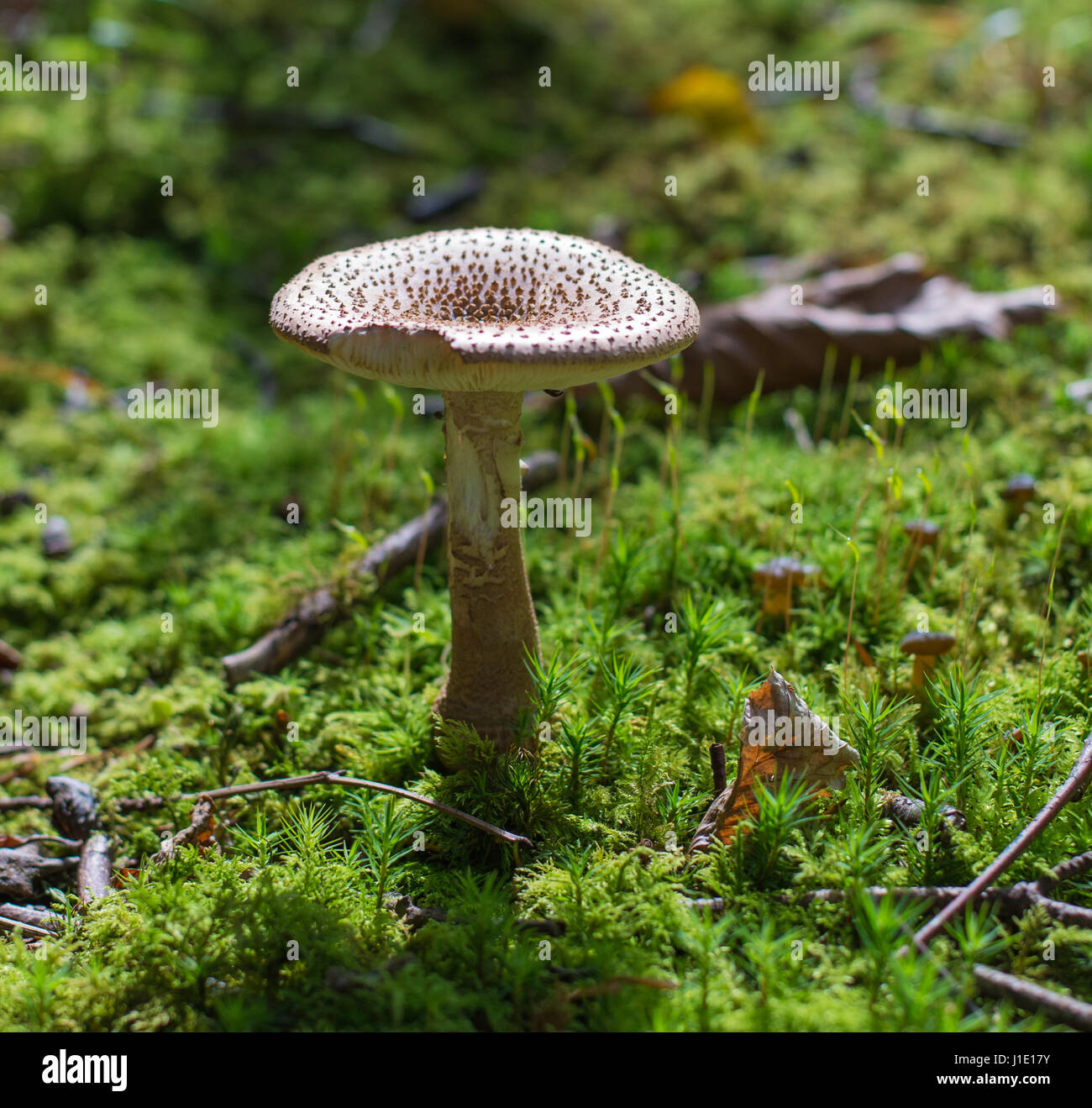 Le blush en champignons mousse, plantation de pins, l'île de Man Banque D'Images