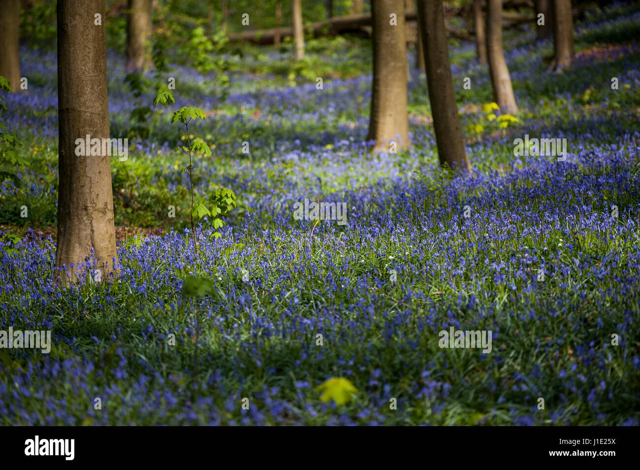 Bruxelles, Belgique. Apr 20, 2017. Le bois de Halle, près de Bruxelles, Belgique Le 20.04.2017 Hallebos est célèbre pour ses jacinthes qui la flèche, toutes les Avril, attire des milliers de visiteurs et touristes par Wiktor Dabkowski | Conditions de crédit dans le monde entier : dpa/Alamy Live News Banque D'Images