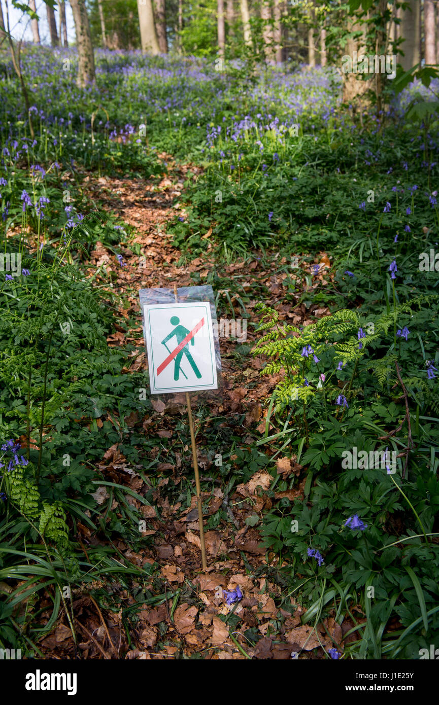Bruxelles, Belgique. Apr 20, 2017. Le bois de Halle, près de Bruxelles, Belgique Le 20.04.2017 Hallebos est célèbre pour ses jacinthes qui la flèche, toutes les Avril, attire des milliers de visiteurs et touristes par Wiktor Dabkowski | Conditions de crédit dans le monde entier : dpa/Alamy Live News Banque D'Images