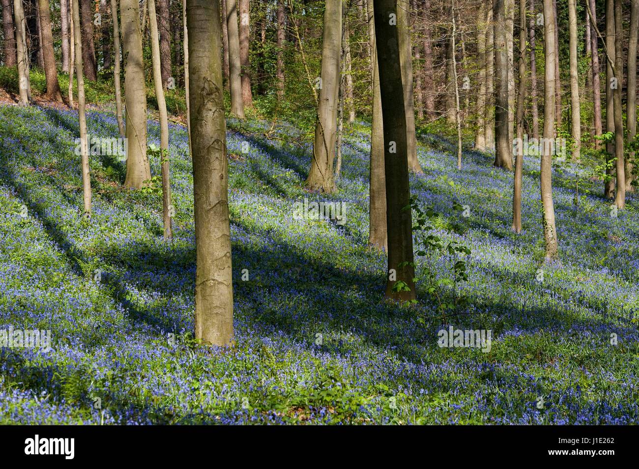 Bruxelles, Belgique. Apr 20, 2017. Le bois de Halle, près de Bruxelles, Belgique Le 20.04.2017 Hallebos est célèbre pour ses jacinthes qui la flèche, toutes les Avril, attire des milliers de visiteurs et touristes par Wiktor Dabkowski | Conditions de crédit dans le monde entier : dpa/Alamy Live News Banque D'Images