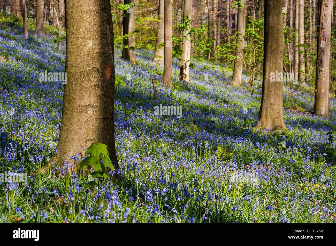 Bruxelles, Belgique. Apr 20, 2017. Le bois de Halle, près de Bruxelles, Belgique Le 20.04.2017 Hallebos est célèbre pour ses jacinthes qui la flèche, toutes les Avril, attire des milliers de visiteurs et touristes par Wiktor Dabkowski | Conditions de crédit dans le monde entier : dpa/Alamy Live News Banque D'Images