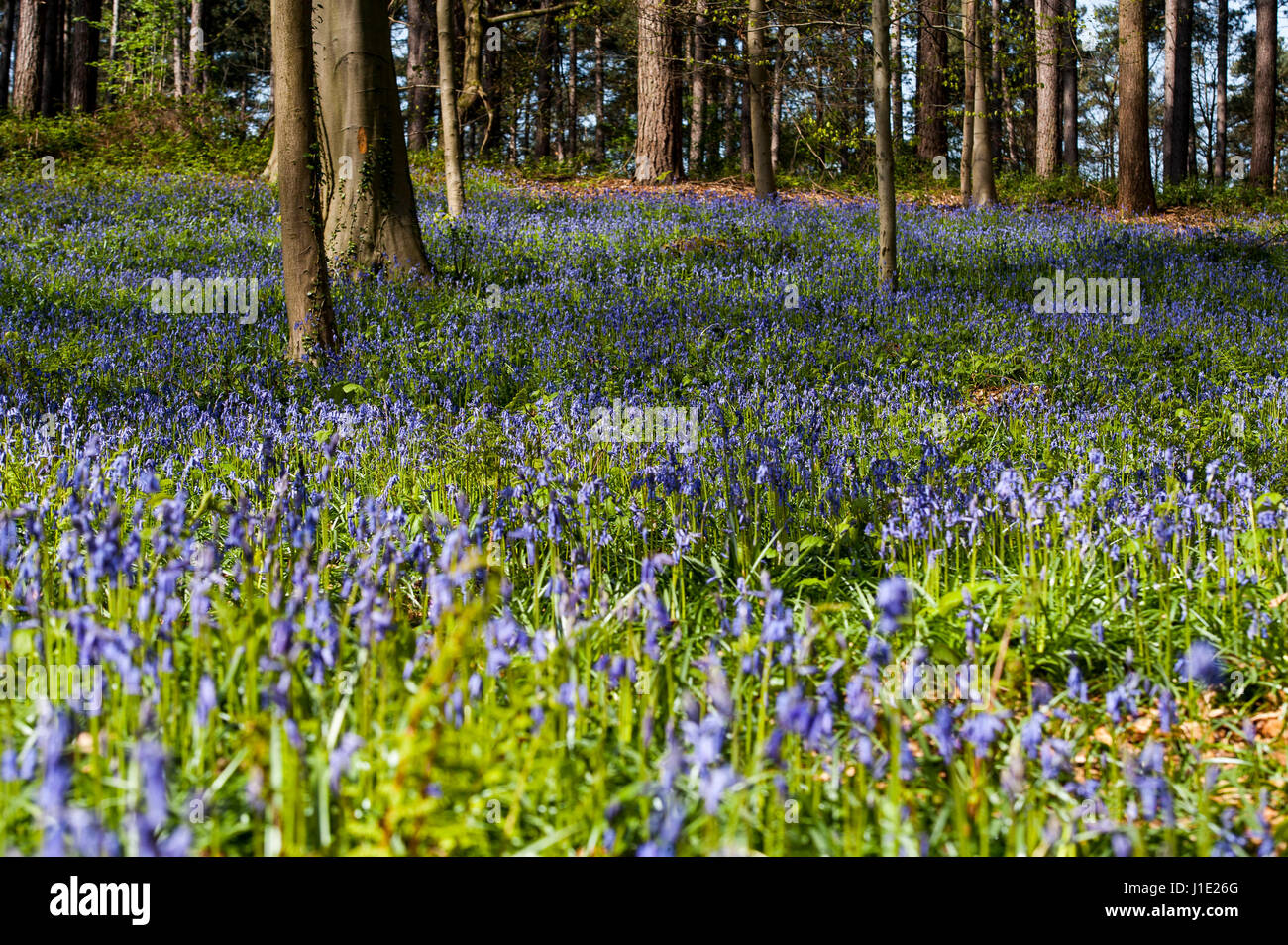 Bruxelles, Belgique. Apr 20, 2017. Le bois de Halle, près de Bruxelles, Belgique Le 20.04.2017 Hallebos est célèbre pour ses jacinthes qui la flèche, toutes les Avril, attire des milliers de visiteurs et touristes par Wiktor Dabkowski | Conditions de crédit dans le monde entier : dpa/Alamy Live News Banque D'Images