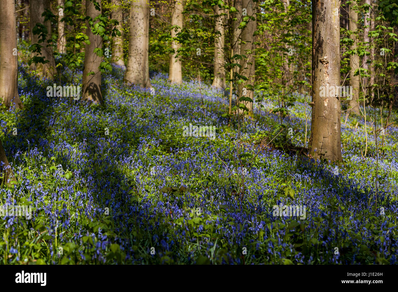 Bruxelles, Belgique. Apr 20, 2017. Le bois de Halle, près de Bruxelles, Belgique Le 20.04.2017 Hallebos est célèbre pour ses jacinthes qui la flèche, toutes les Avril, attire des milliers de visiteurs et touristes par Wiktor Dabkowski | Conditions de crédit dans le monde entier : dpa/Alamy Live News Banque D'Images