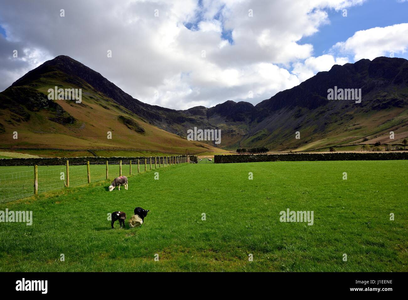 Lits jumeaux agneaux Herdwick ci-dessous Fleethwith Pike Banque D'Images