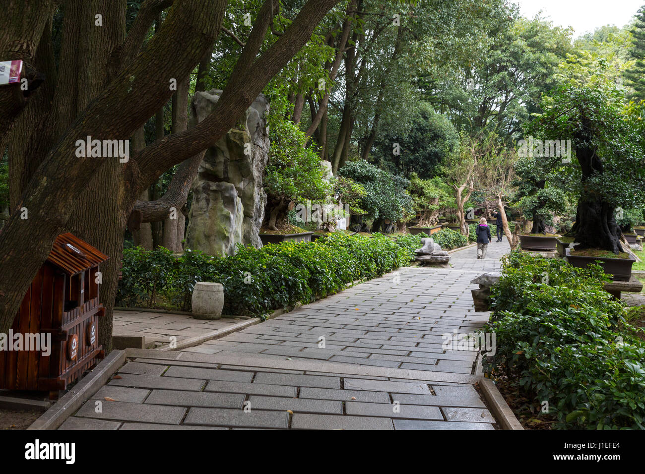 La province du Guizhou, en Chine. Jardin de bonsaïs, les fruits jaunes (arbre) Huangguoshu Waterfall Scenic Area. Banque D'Images