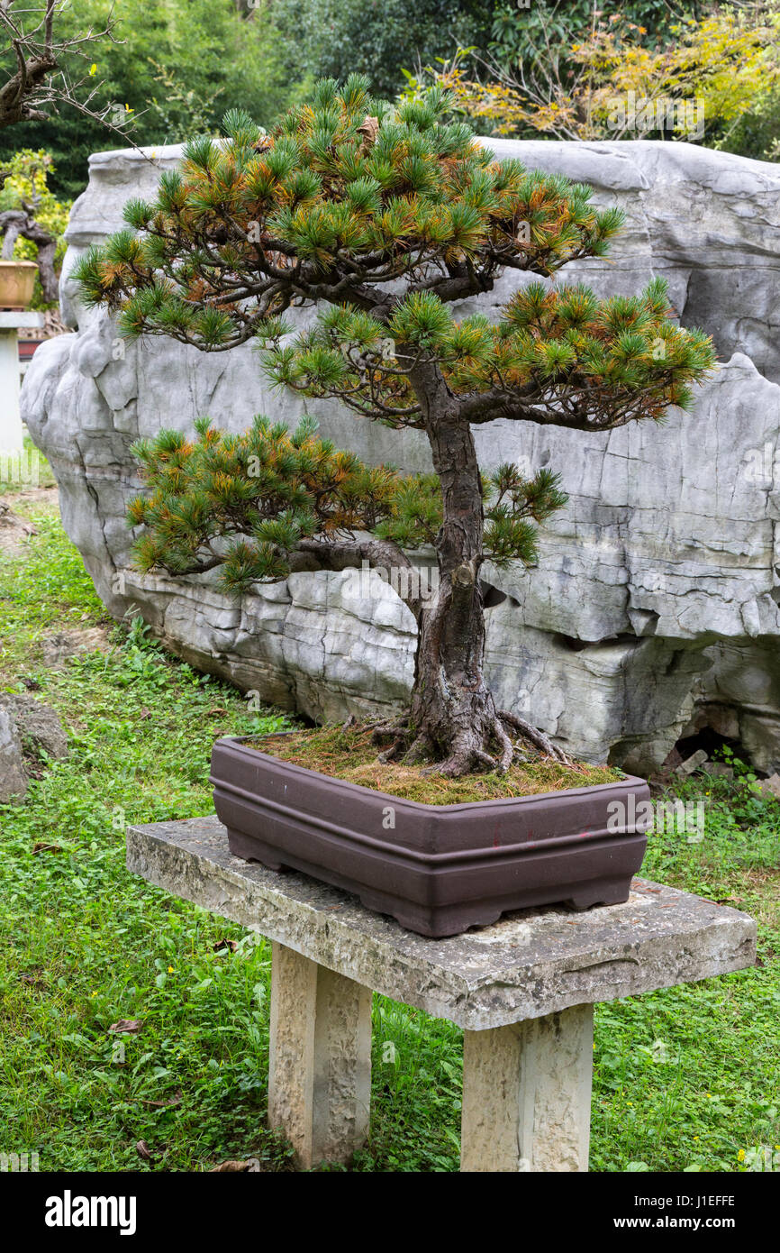 La province du Guizhou, en Chine. Jardin de bonsaïs, les fruits jaunes (arbre) Huangguoshu Waterfall Scenic Area. Banque D'Images