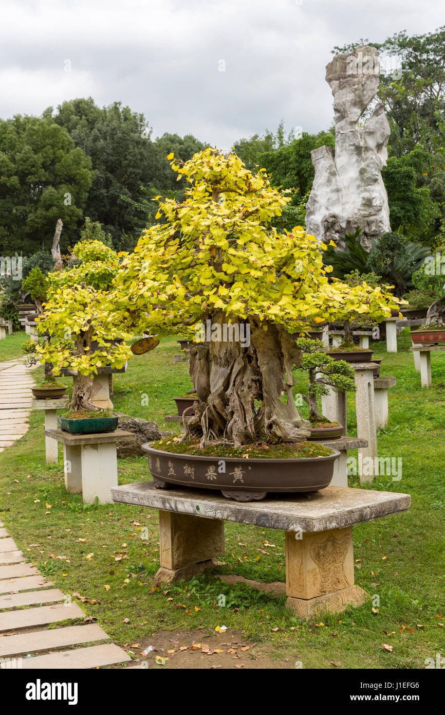 La province du Guizhou, en Chine. Jardin de bonsaïs, les fruits jaunes (arbre) Huangguoshu Waterfall Scenic Area. Banque D'Images