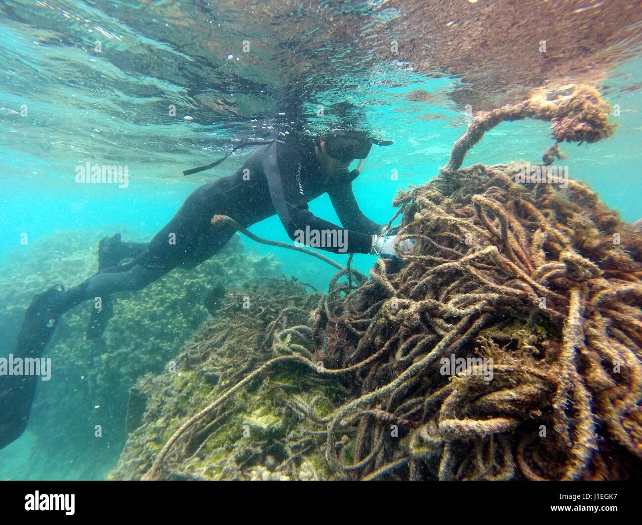 Les employés de l'état d'Hawaï, le plastique des filets jetés de recueillir et de débris marins à partir de la lagune sur l'atoll de Kure le 16 juin 2015 dans le Papahanaumokuakea Marine National Monument. Les débris marins NOAA Programme supprime des milliers de livres de refuser chaque année de l'archipel. Banque D'Images