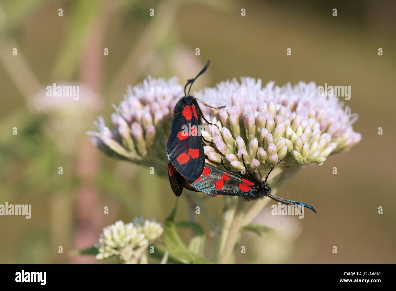 Zygaena filipendulae Banque D'Images