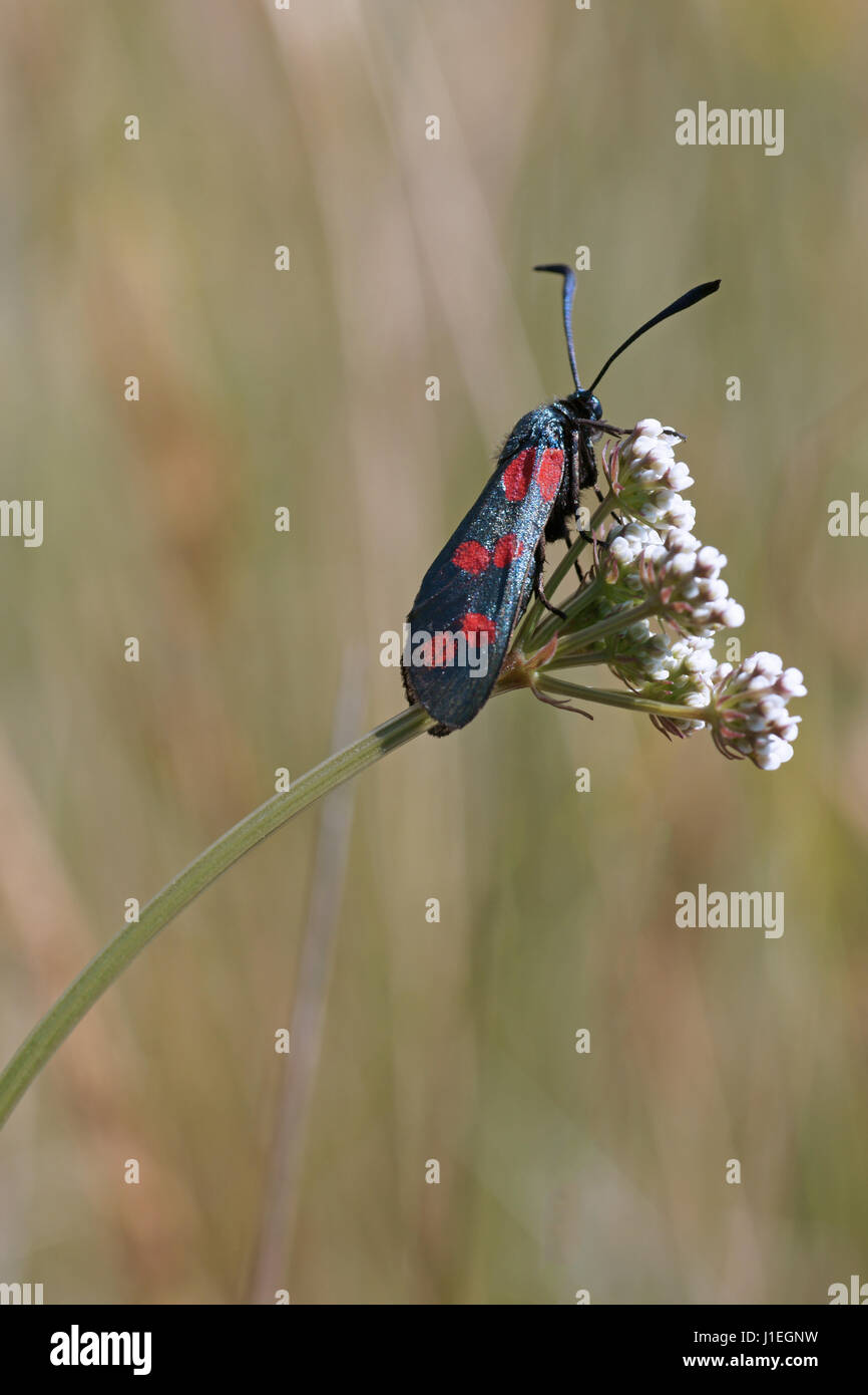Zygaena filipendulae Banque D'Images