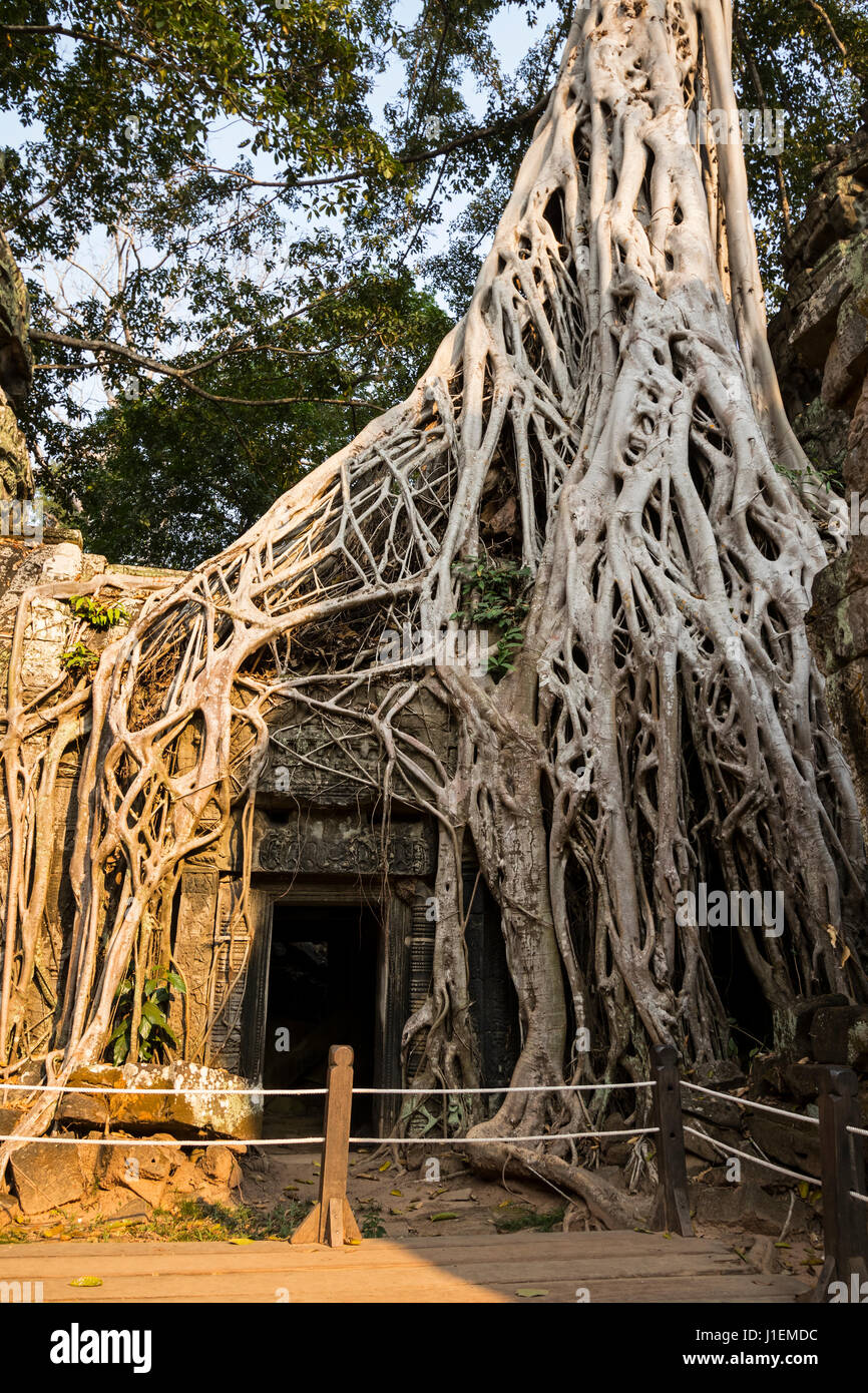 Le temple Ta Prohm avec arbre (Ficus altissima Blume), Strangler fig, Banque D'Images