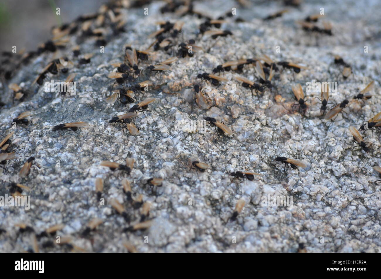 Fourmis Volantes Banque D Image Et Photos Alamy