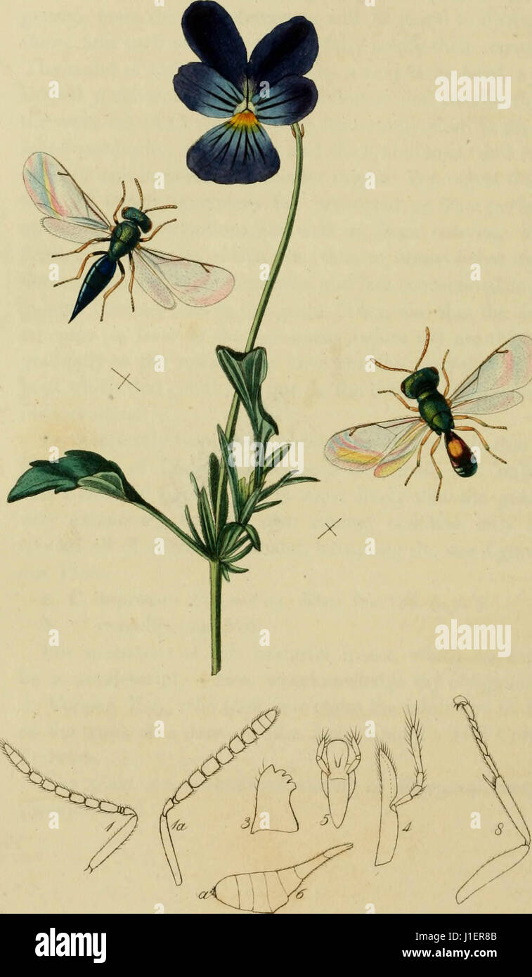 'British entomology ; être illustrations et descriptions des genres d'insectes trouvés en Grande-Bretagne et l'Irlande : contenant des chiffres de couleur à partir de la nature des espèces plus rares et magnifiques, et dans bien des cas de l'usine "der herr des Riesengebirges' (1800) Banque D'Images