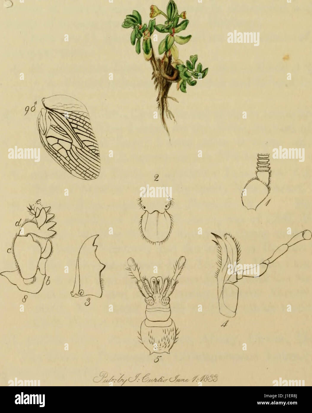 'British entomology ; être illustrations et descriptions des genres d'insectes trouvés en Grande-Bretagne et l'Irlande : contenant des chiffres de couleur à partir de la nature des espèces plus rares et magnifiques, et dans bien des cas de l'usine "der herr des Riesengebirges' (1800) Banque D'Images