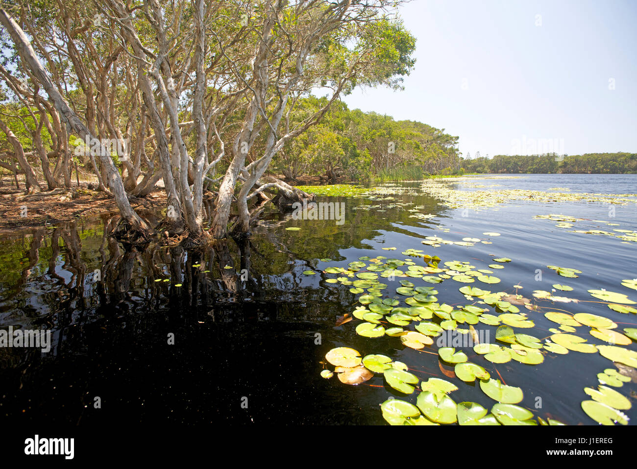 Lake Ainsworth, Australie Banque D'Images