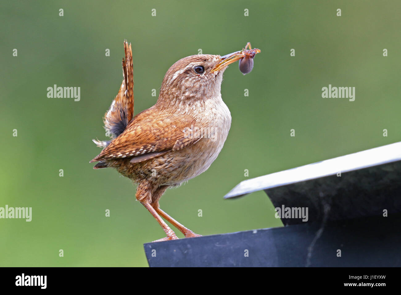 Troglodyte mignon adultes pour nourrir les jeunes insectes transportant Banque D'Images