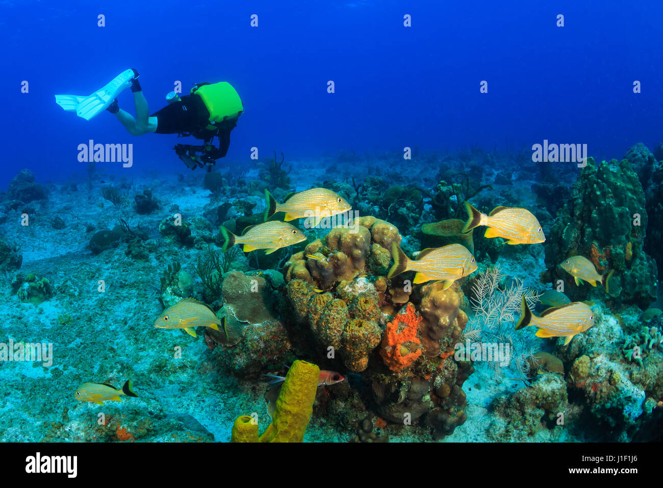 Plongeur recycleur avec Bluestripe Grunt sur un récif de corail Banque D'Images