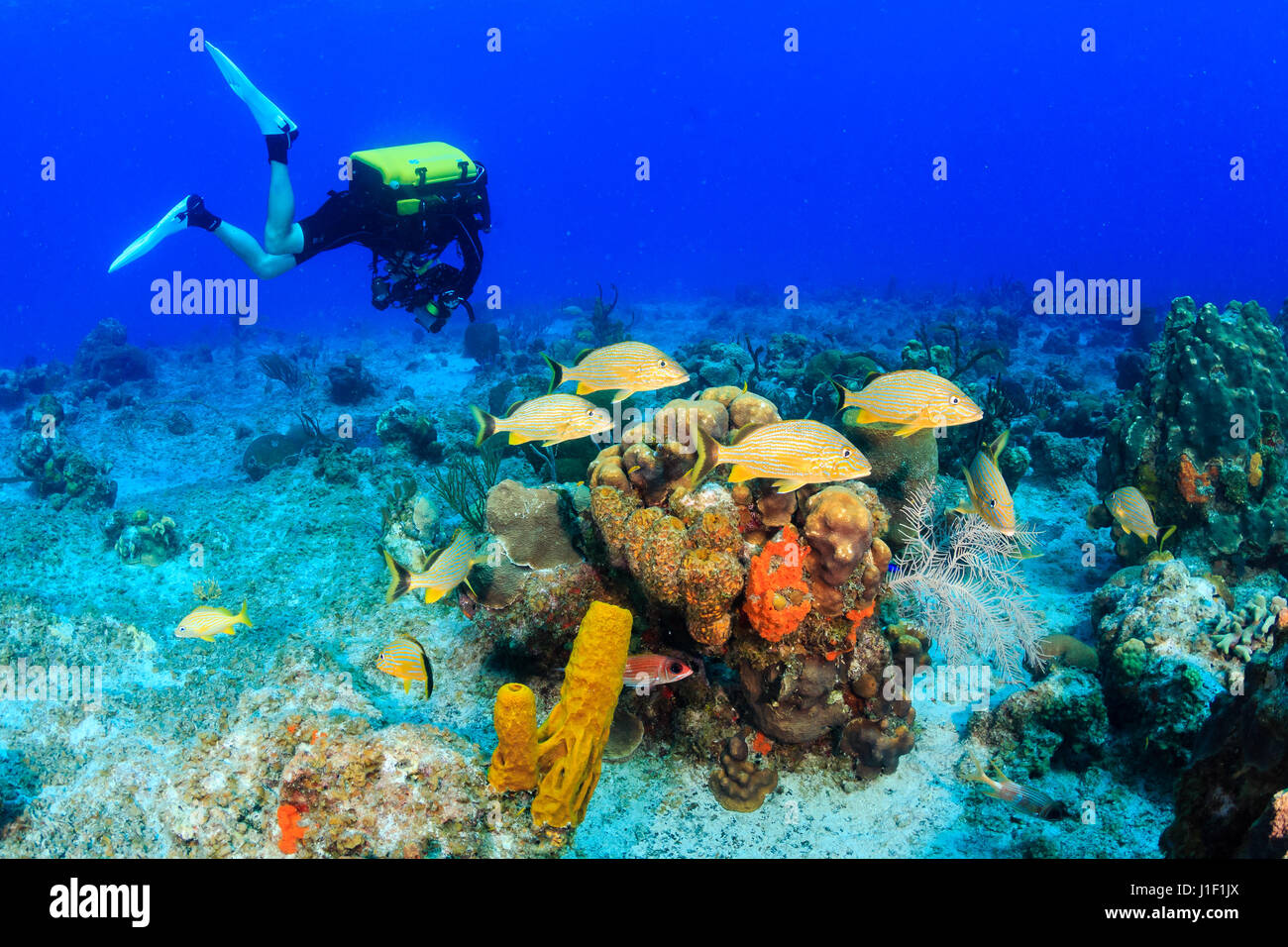 Plongeur recycleur avec Bluestripe Grunt sur un récif de corail Banque D'Images