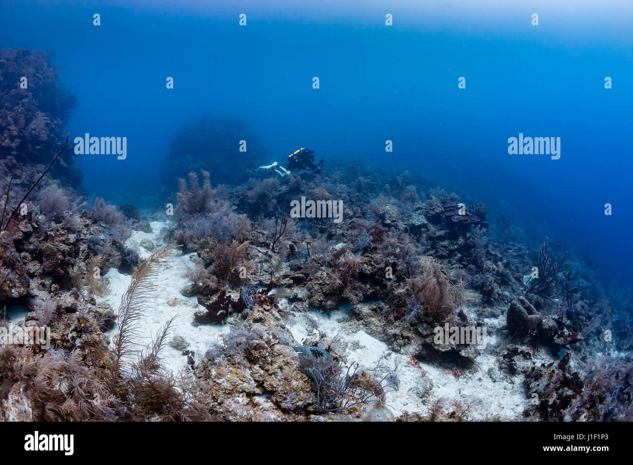 Un plongeur CCR en haut d'une falaise sous-marine Banque D'Images
