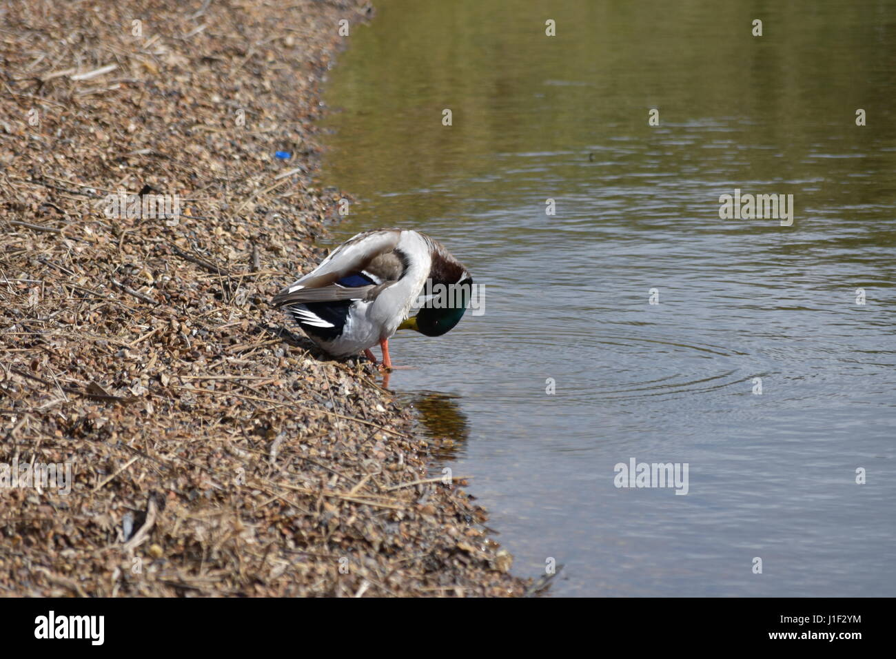 Laver le canard et de lissage son front au bord du lac à King's Lynn, Norfolk, Royaume-Uni Banque D'Images