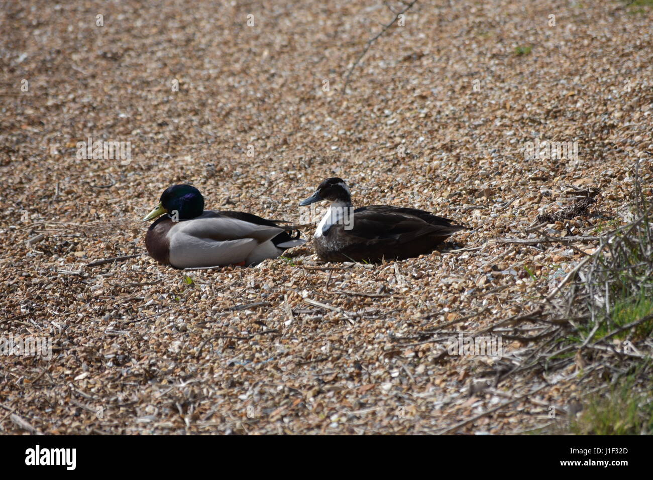 Paire de canards en position couchée à Snettisham RSPB Réserve Naturelle, King's Lynn, Norfolk, UK Banque D'Images