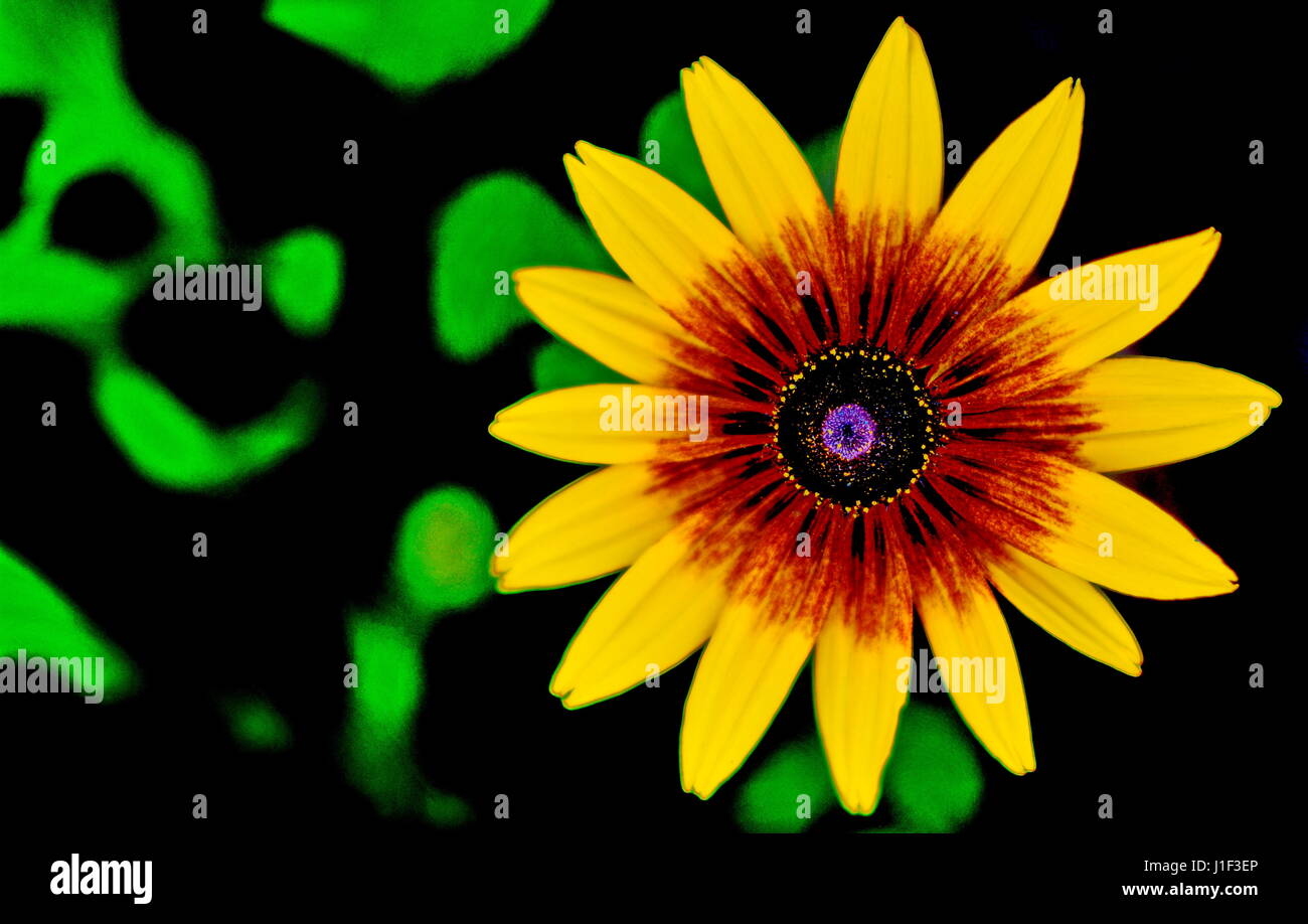 Tournesol sur le fond noir et vert Banque D'Images