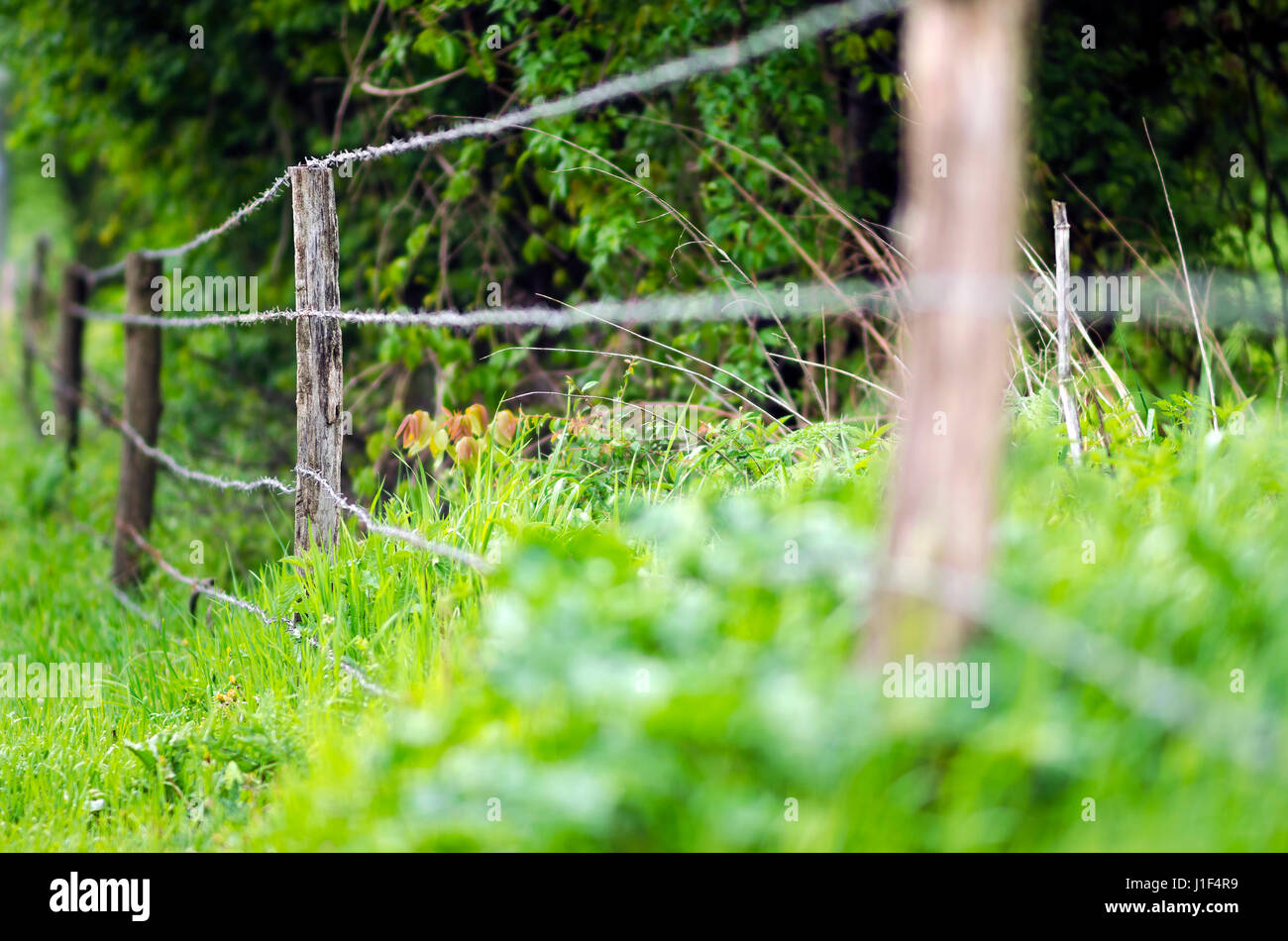 Barb Wire Fence champ dans le feuillage non cultivées Banque D'Images
