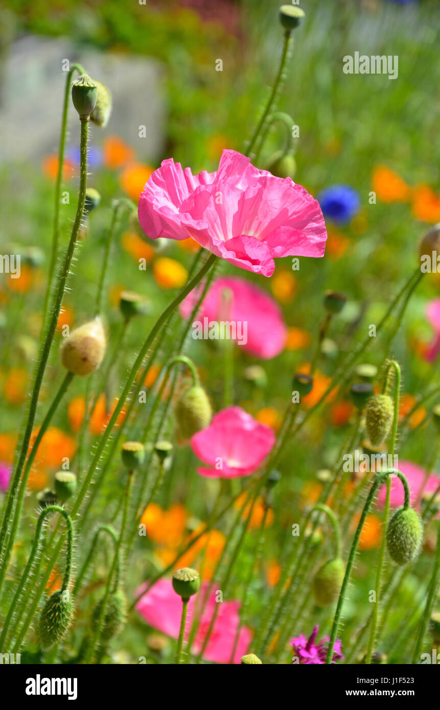 Belle fleur de pavot orange et rose garden Banque D'Images