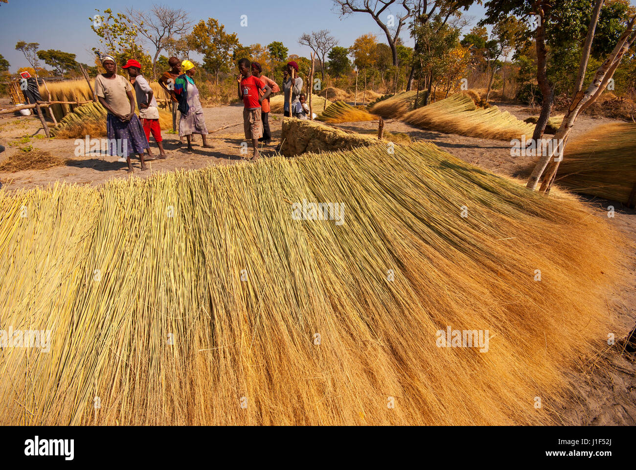 Les peuples africains à un domaine d'herbe à bande de Caprivi, dans le nord de la Namibie Banque D'Images