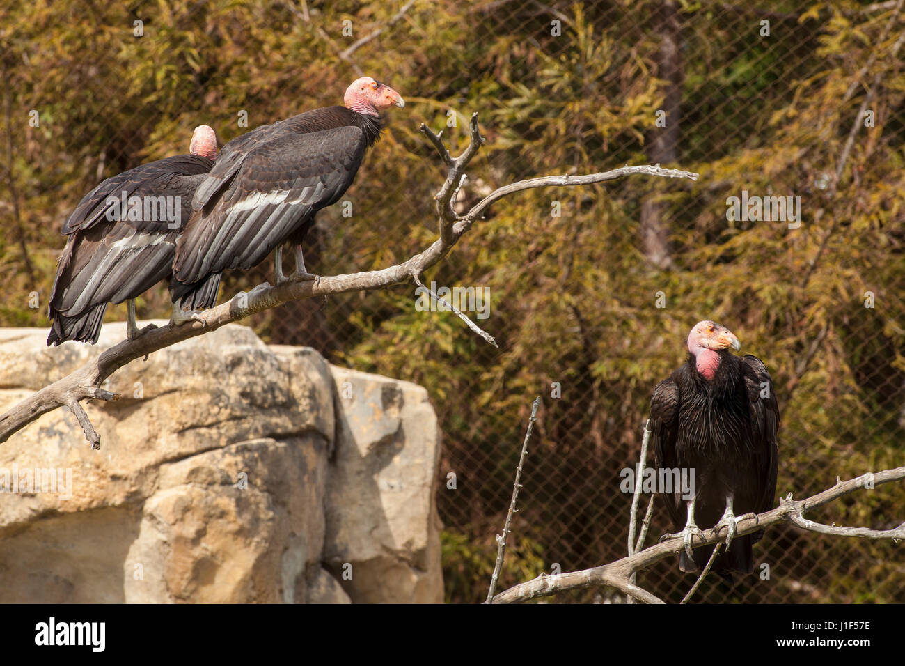 Condors de Californie en captivité, le Zoo de Santa Barbara, Santa Barbara, Californie Banque D'Images