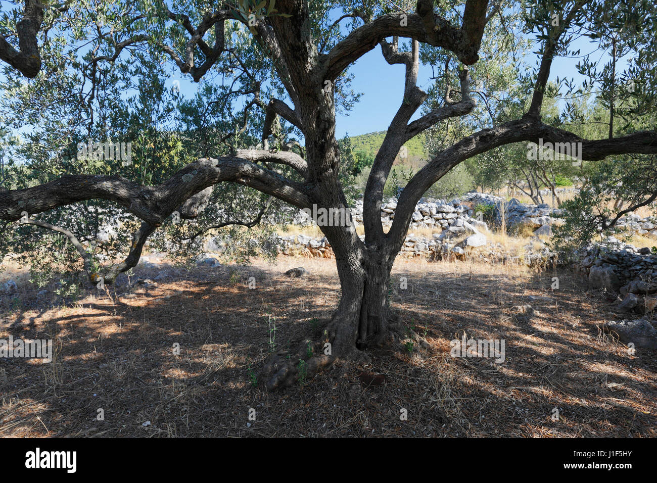 Vieil olivier close up en Croatie Banque D'Images