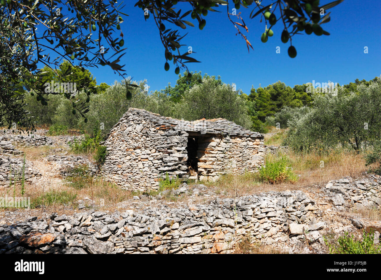 Ancienne ferme traditionnelle dalmate dans maison plantation olive Banque D'Images
