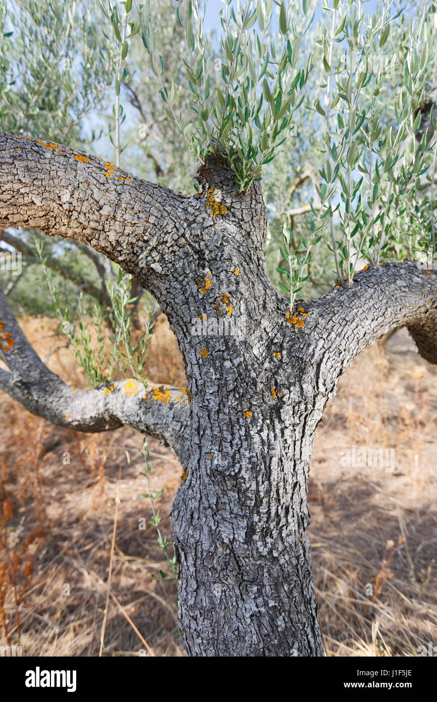 Vieil olivier close up en Croatie Banque D'Images