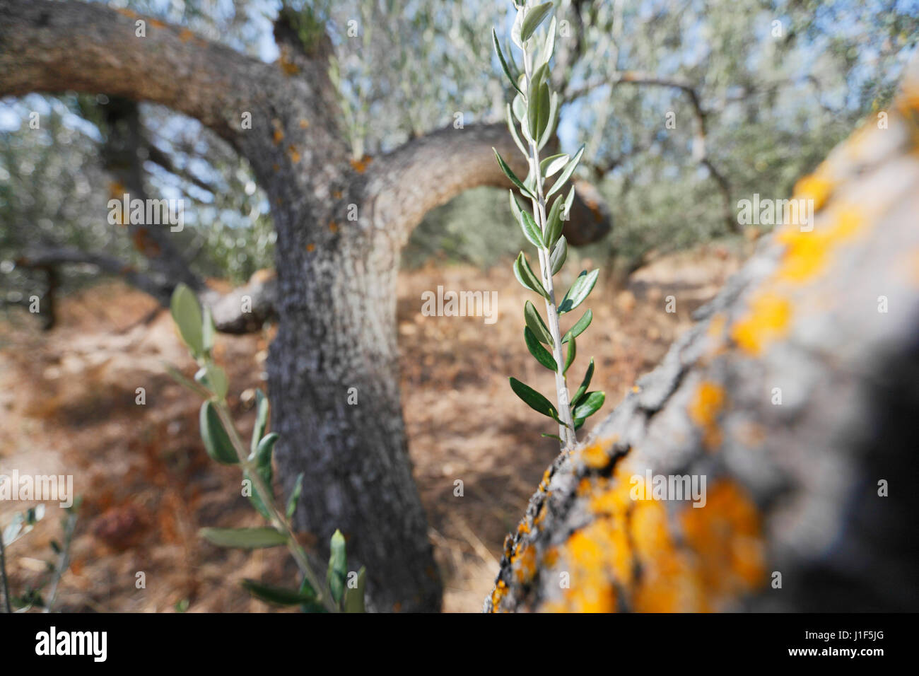 Vieil olivier close up en Croatie Banque D'Images