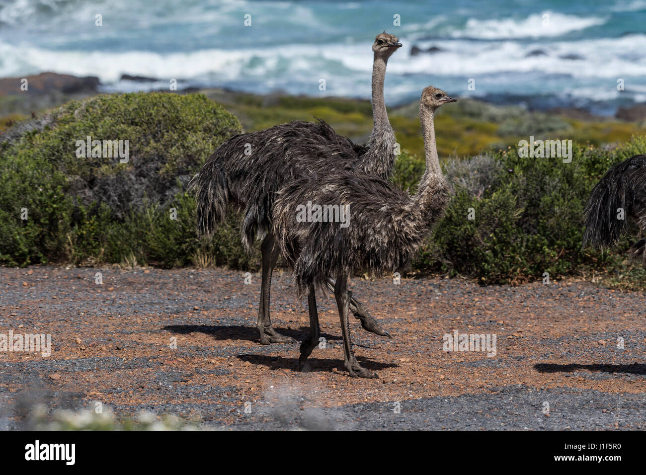 Les autruches (Struthio camelus), deux jeunes oiseaux, Tafelberg parc national, Province de Western Cape, Afrique du Sud Banque D'Images