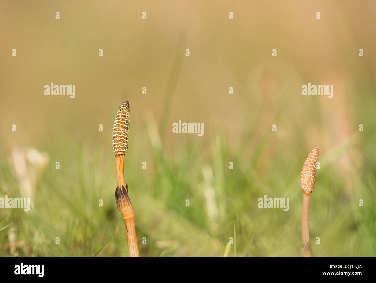 Equisetum arvense - queue de cheval ou de jument Banque D'Images