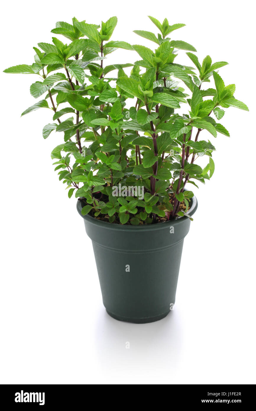 Le Yerba Buena, HIERBA BUENA, mojito menthe, menthe cubaine Banque D'Images