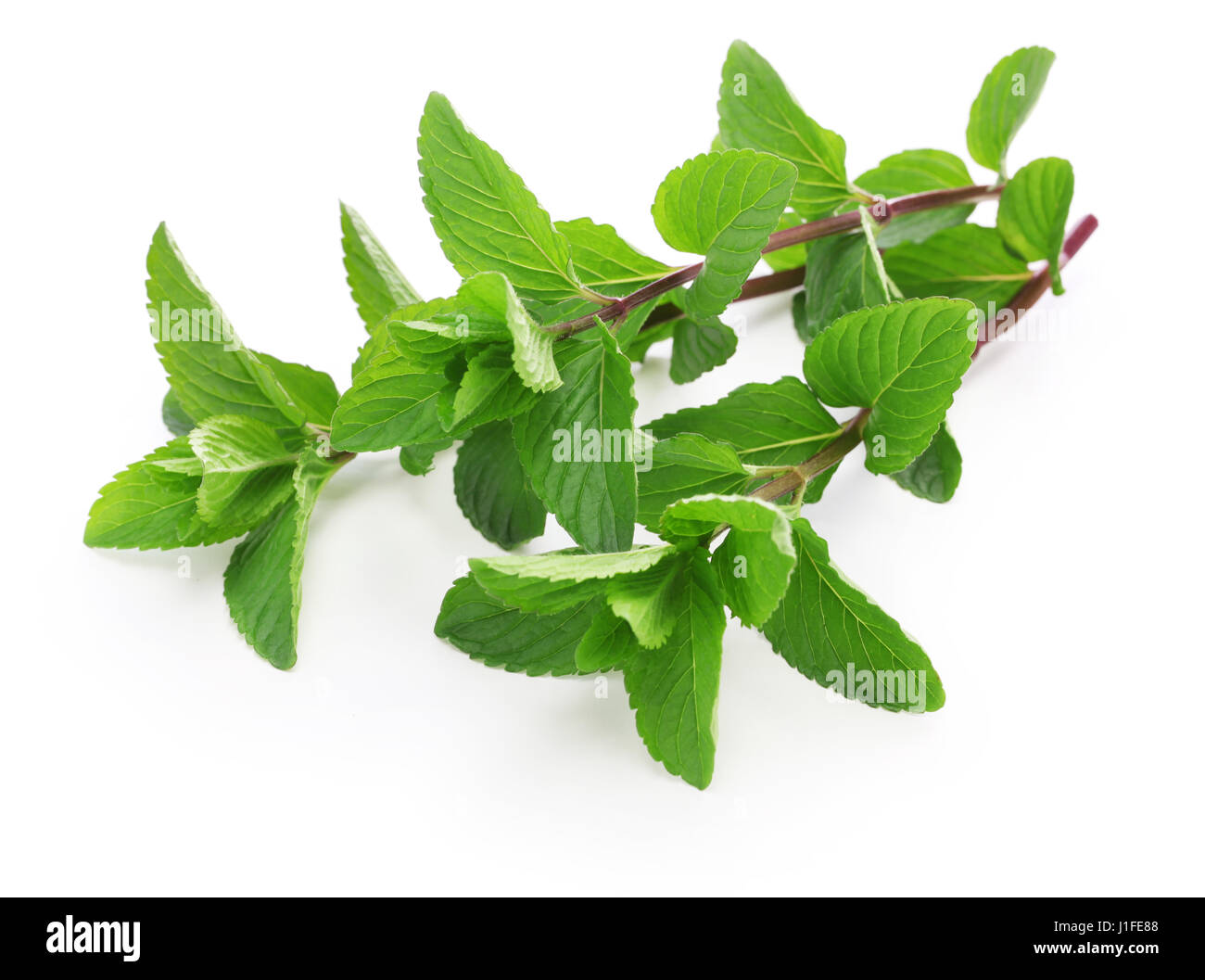 Le Yerba Buena, HIERBA BUENA, mojito menthe, menthe cubaine Banque D'Images