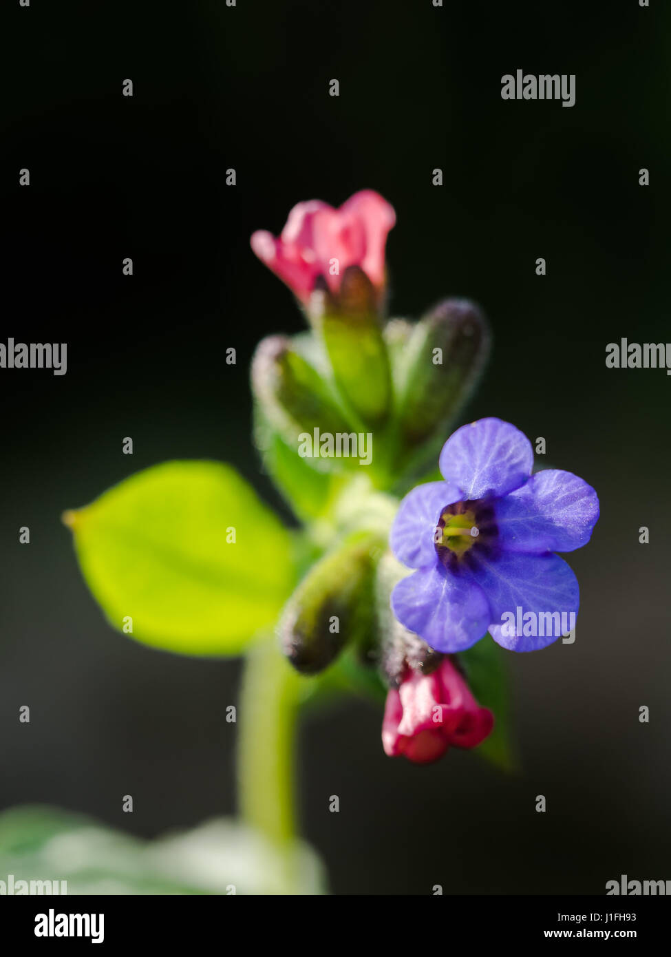 Close-up de l'oranger, Pulmonaria officinalis, herbe de Banque D'Images