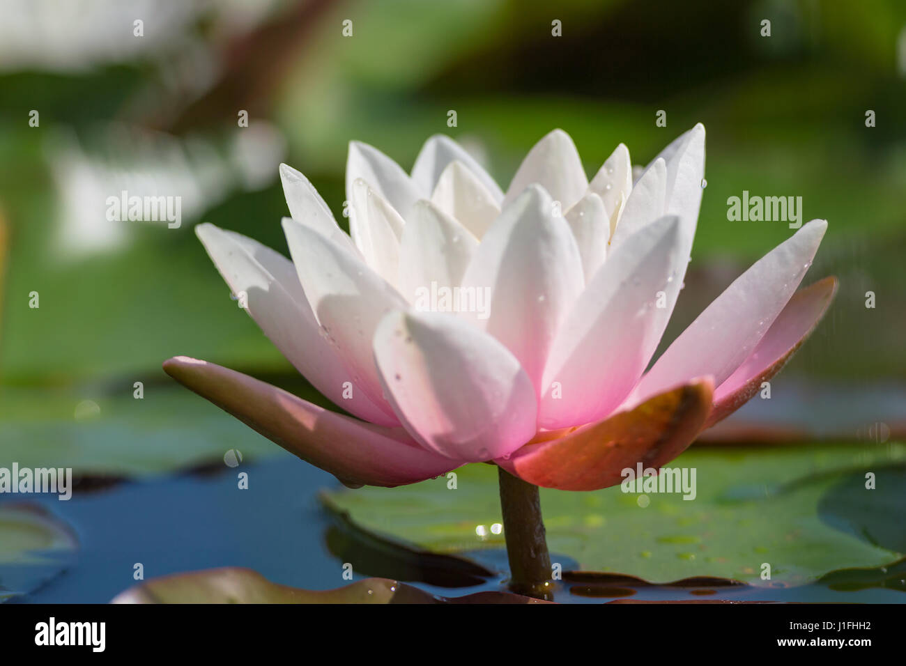 Fleur de lotus blanc-rose avec des gouttes d'eau sur la surface du lac bleu. Stock photo avec soft Focus et profondeur de champ. Banque D'Images