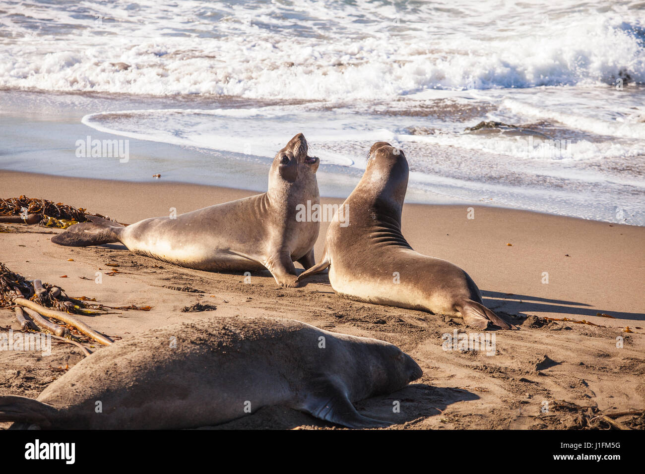 Les jeunes éléphants de combat, Éléphant de Piedras Blancas Rookery, San Simeon, en Californie Banque D'Images