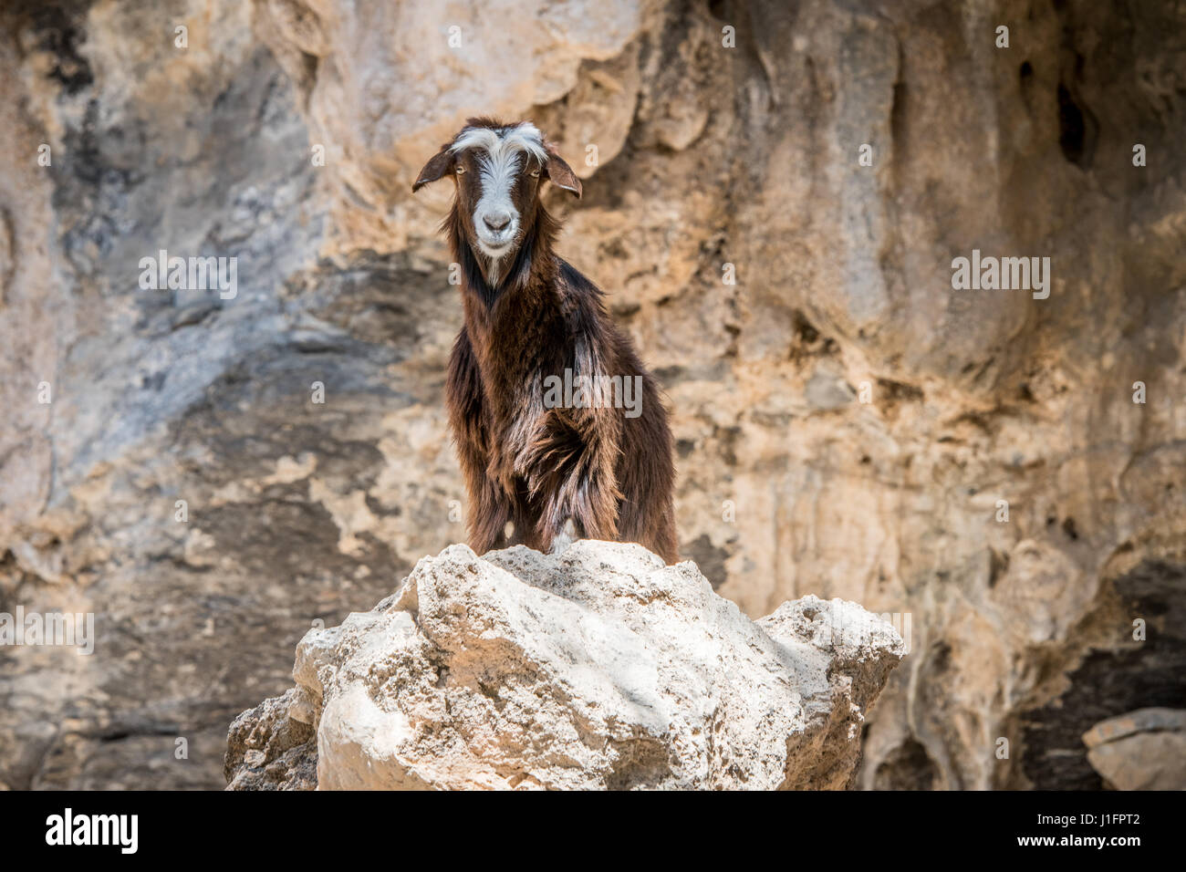 Oman ; pose de chèvre sur rock sur Jebel Shams Banque D'Images