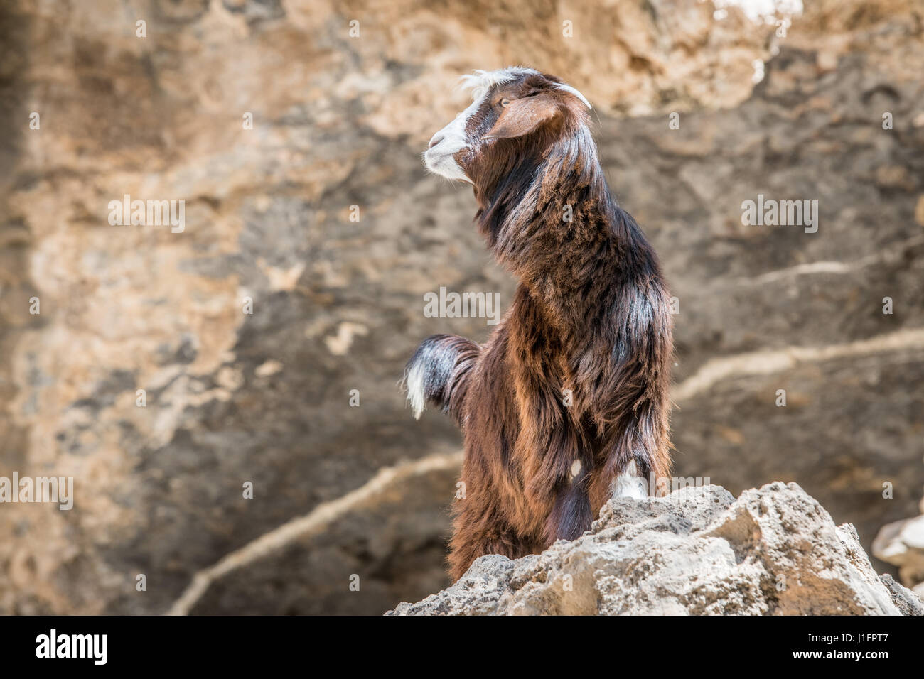 Oman ; pose de chèvre sur rock sur Jebel Shams Banque D'Images