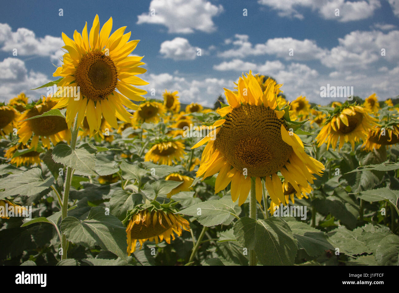 Patch tournesol avec ciel bleu et des nuages blancs de fond Banque D'Images